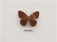 藏品(白點褐蜆蝶)的圖片